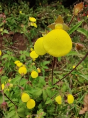 Calceolaria