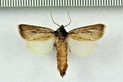 Globia subflava