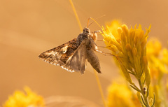 Autographa californica