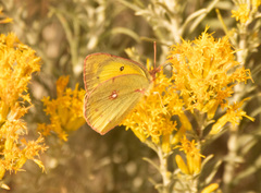 Colias philodice