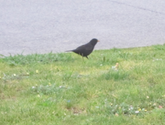 Turdus merula merula