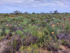 Hakea polyanthema