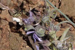 Dianthidium