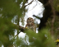 Glaucidium gnoma