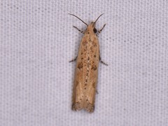 Bactra