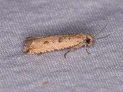 Bactra