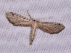 Euacidalia brownsvillea