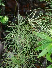 Lycopodium deuterodensum