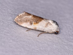 Ponometia candefacta