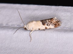 Ponometia phecolisca