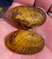 Cambarunio taeniatus