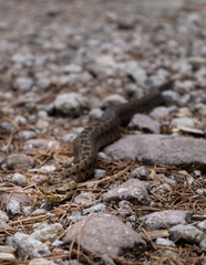 Crotalus triseriatus