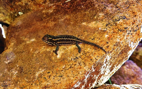 Campan’s chameleon, Furcifer campani