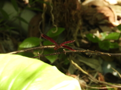 Neurothemis taiwanensis
