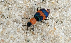 Dicranolaius bellulus