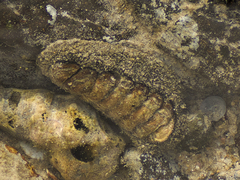 Acanthopleura gemmata