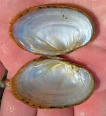 Cambarunio taeniatus