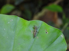 Xenocatantops brachycerus