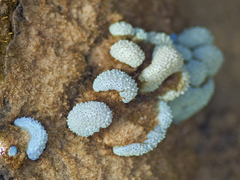 Aplousobranchia