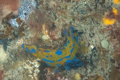 Tambja verconis