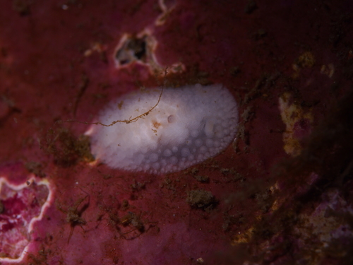 Onchidoris Nudibranch