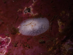 Onchidoris Nudibranch