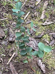 Eucalyptus cinerea