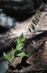 Epipactis