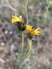 Thelesperma megapotamicum
