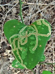 Marmara smilacisella