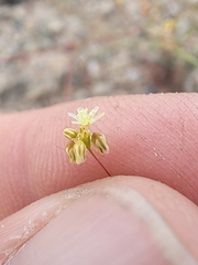 Eriogonum arizonicum