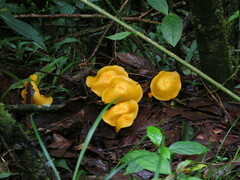Hymenogloea papyracea