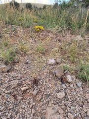 Eriogonum arizonicum