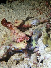 Gymnothorax zonipectis