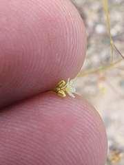 Eriogonum arizonicum