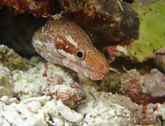 Gymnothorax zonipectis