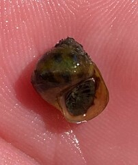 Leptoxis virgata