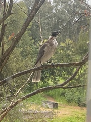 Philemon corniculatus