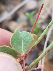 Eriogonum arizonicum