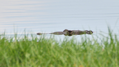 Crocodylus moreletii