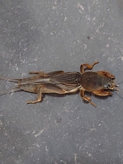 Gryllotalpa