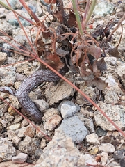 Eriogonum arizonicum