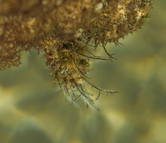 Macrorhynchia philippina