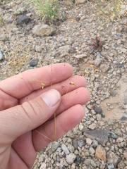 Eriogonum arizonicum