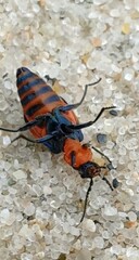 Dicranolaius bellulus