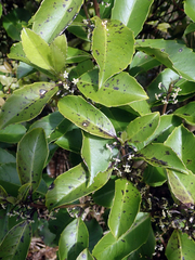 Melicytus macrophyllus
