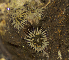 Anthopleura