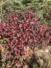 Cornus sericea