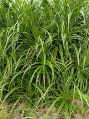 Pandanus odorifer