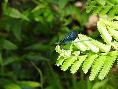 Matrona cyanoptera